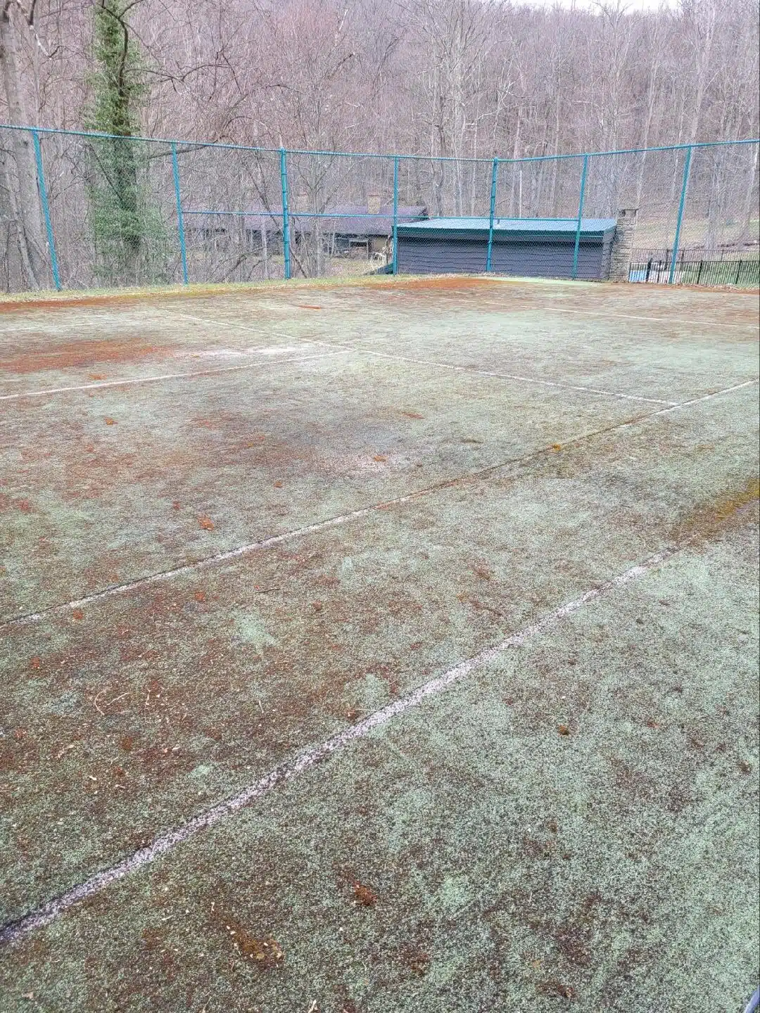 Old, mossy tennis court with trees