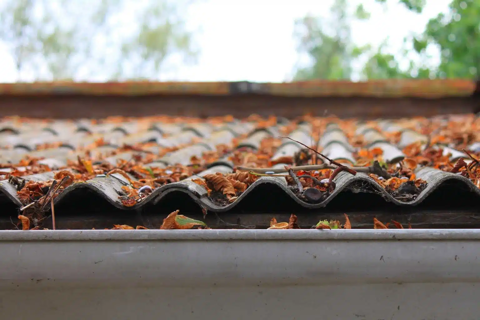 Dry leaves on rooftop and gutter